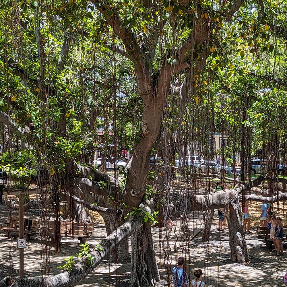 image of Lahaina's famous Banyan tree